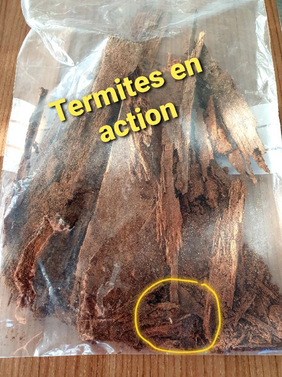  👁 Des Termites à CLICHY 👁